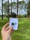Creating an Embroidered Nature Journal Image