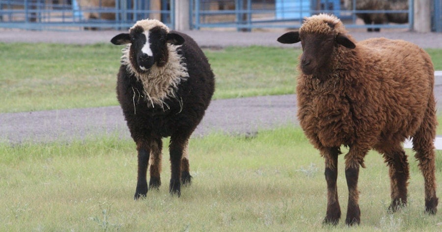 Las Cruces Fiber Fiesta Image