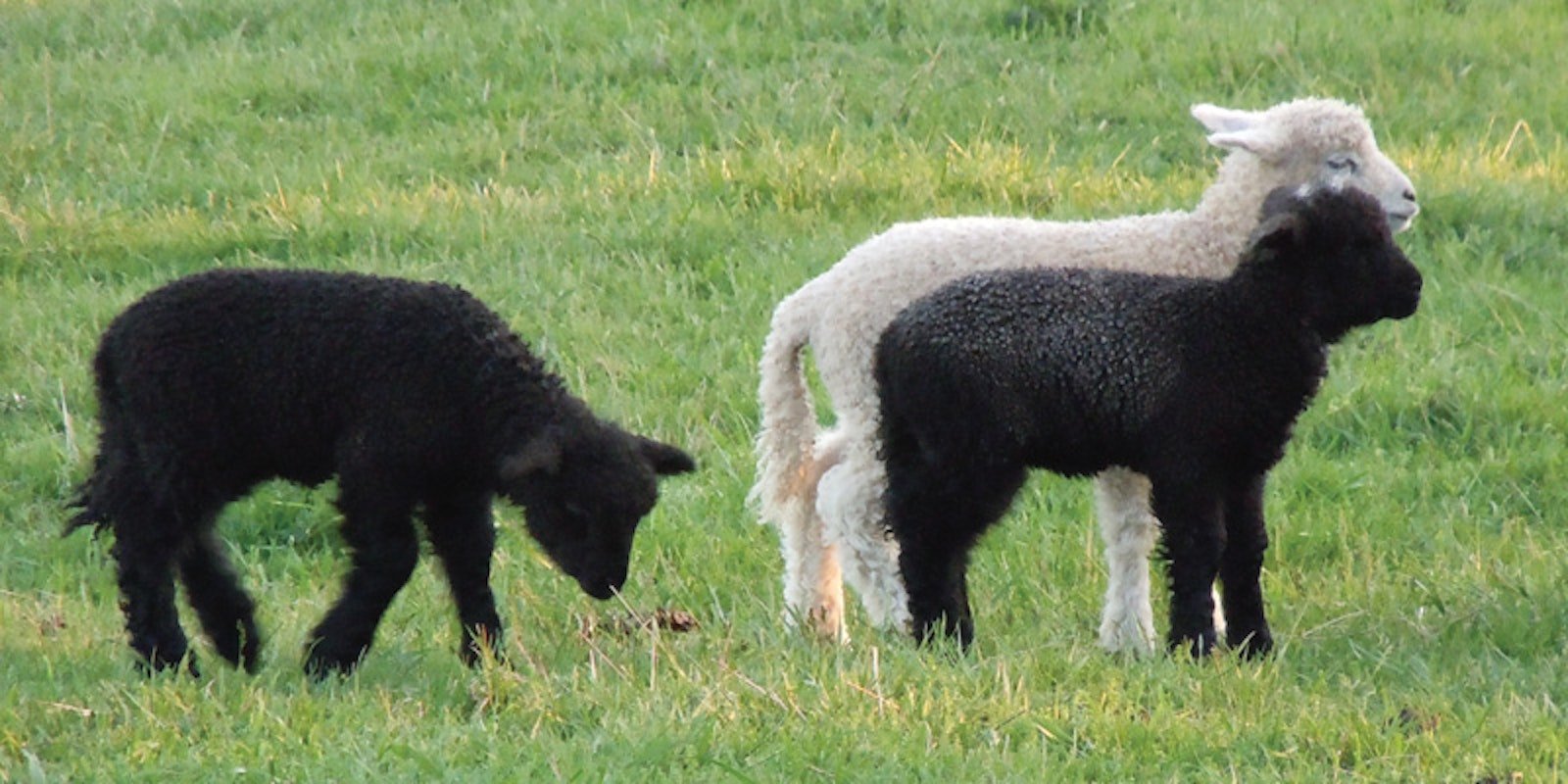 How a Handful of People Have Preserved Some Rare, Valuable Sheep and Their Wools Primary Image