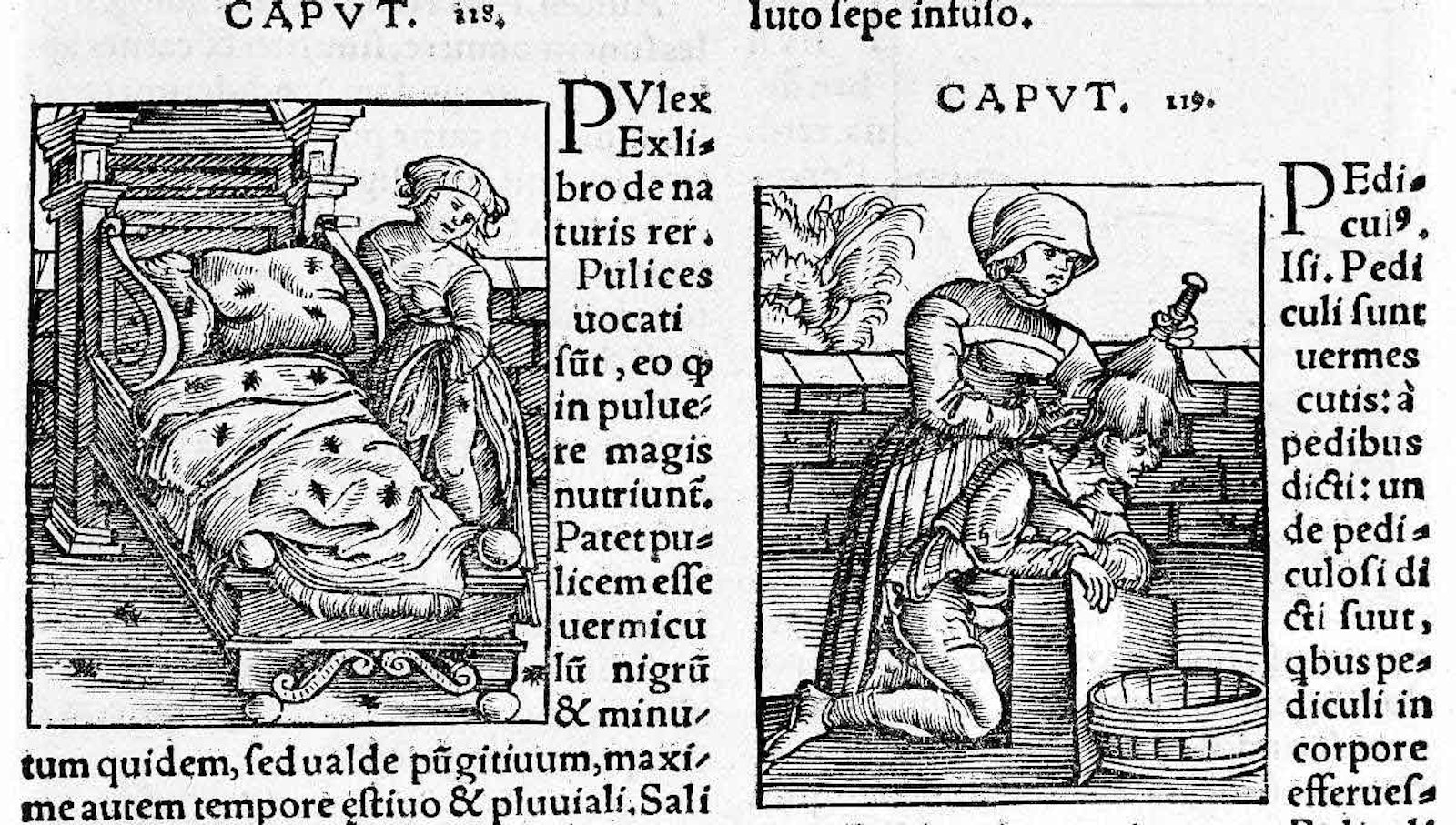 Lice and the History of Textiles Primary Image