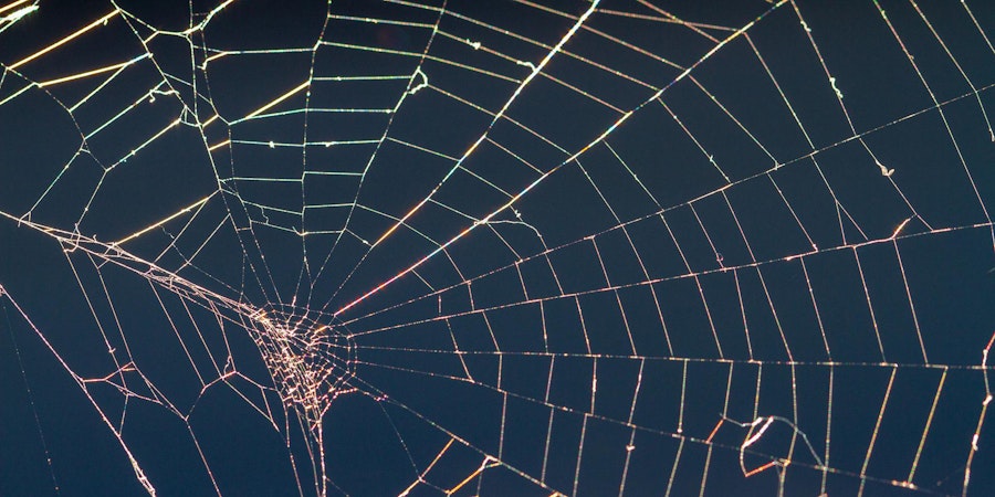 A Brief History of Harvesting Spider Silk Image