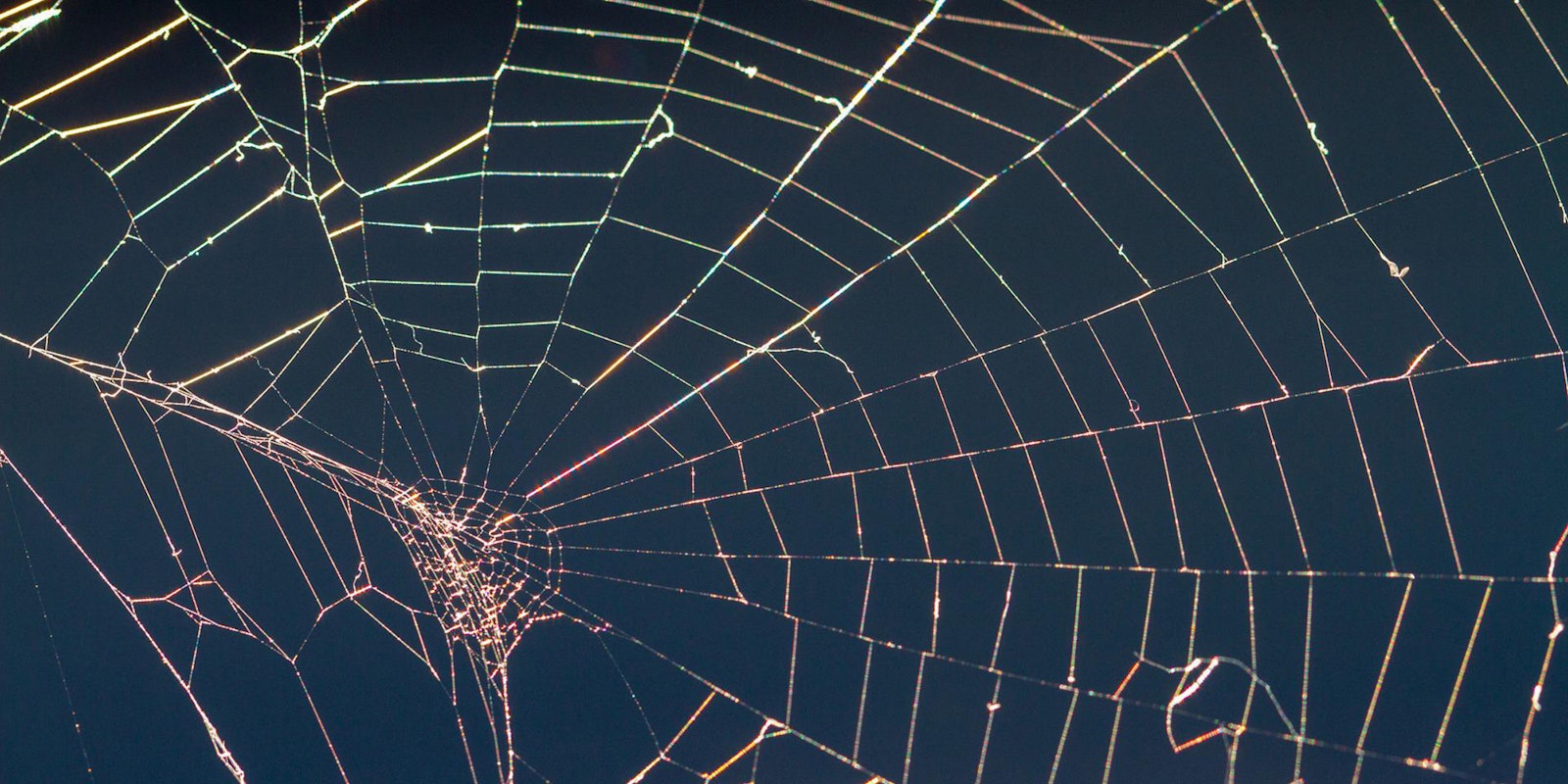 A Brief History of Harvesting Spider Silk Primary Image